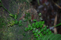 Solanum evolvulifolium