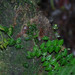 Solanum evolvulifolium - Photo (c) David Torres, μερικά δικαιώματα διατηρούνται (CC BY-NC), uploaded by David Torres