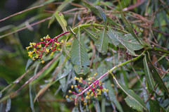 Palicourea corniculata