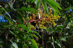 Guzmania diffusa