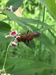 Megacampsomeris prismatica