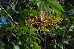 Guzmania diffusa