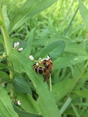 Megacampsomeris prismatica
