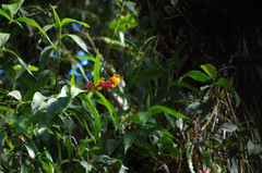 Elleanthus myrosmatis