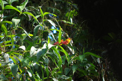 Elleanthus myrosmatis