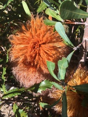 Banksia baueri