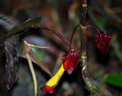 Glossoloma tetragonoides