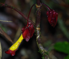 Glossoloma tetragonoides