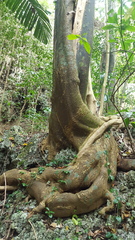 Ficus citrifolia