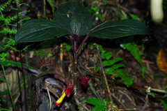 Glossoloma tetragonoides