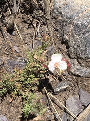 Oenothera cespitosa
