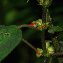 Gesnerieae