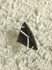 Bastilla arctotaenia