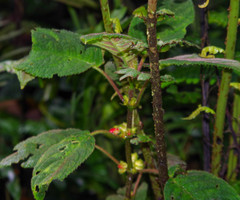 Gesnerieae