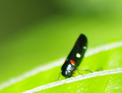 Schildola opaca
