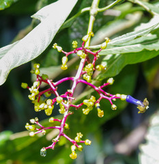 Palicourea corniculata