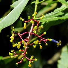 Palicourea corniculata