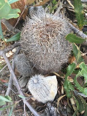 Banksia baueri