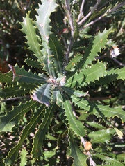 Banksia baueri
