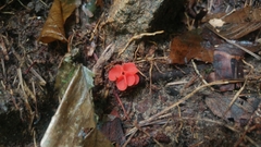 Sarcoscypha occidentalis