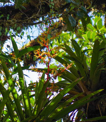 Guzmania diffusa