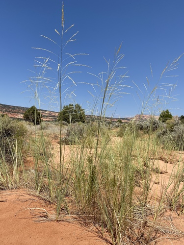 giant sandreed (Calamovilfa gigantea)