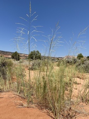 Sporobolus arenicola