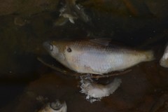 Dorosoma cepedianum