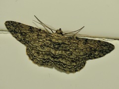 Geometridae