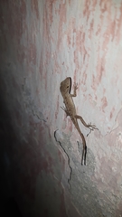 Anolis
