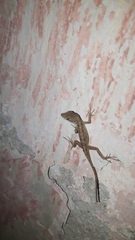 Anolis