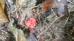 Sarcoscypha occidentalis