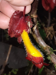 Glossoloma tetragonoides