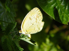 Eurema agave