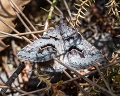 Dichromodes atrosignata
