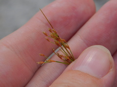 Bulbostylis ciliatifolia