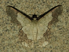 Pingasa ruginaria