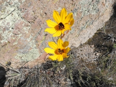 Bidens angustissima