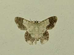 Pingasa ruginaria
