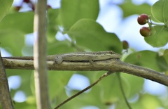 Anolis angusticeps