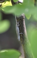 Anolis angusticeps