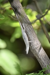 Anolis angusticeps