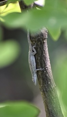 Anolis angusticeps
