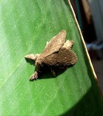 Lepidoptera