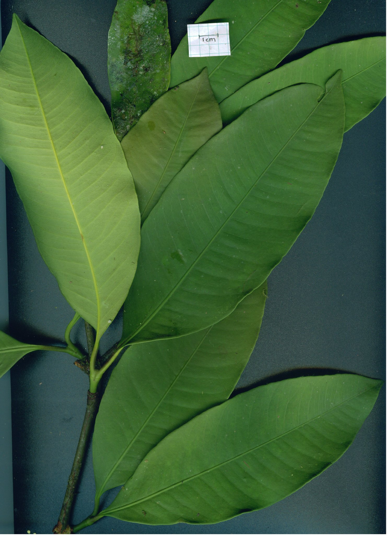 Foto de Garcinia madruno (Kunth) Hammel