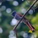 Amur Paradise-Flycatcher - Photo (c) 洪廷維, some rights reserved (CC BY-NC), uploaded by 洪廷維