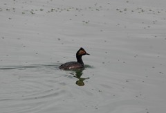 Podiceps nigricollis