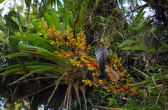 Guzmania diffusa