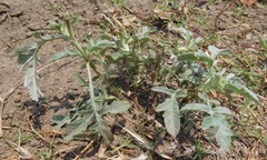 Ambrosia grayi
