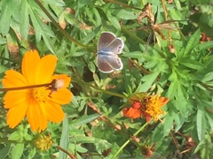 Leptotes marina